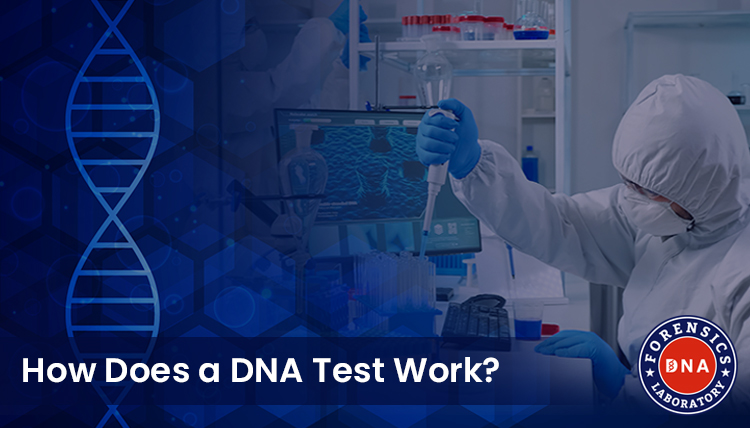 How Does a DNA Test Work?